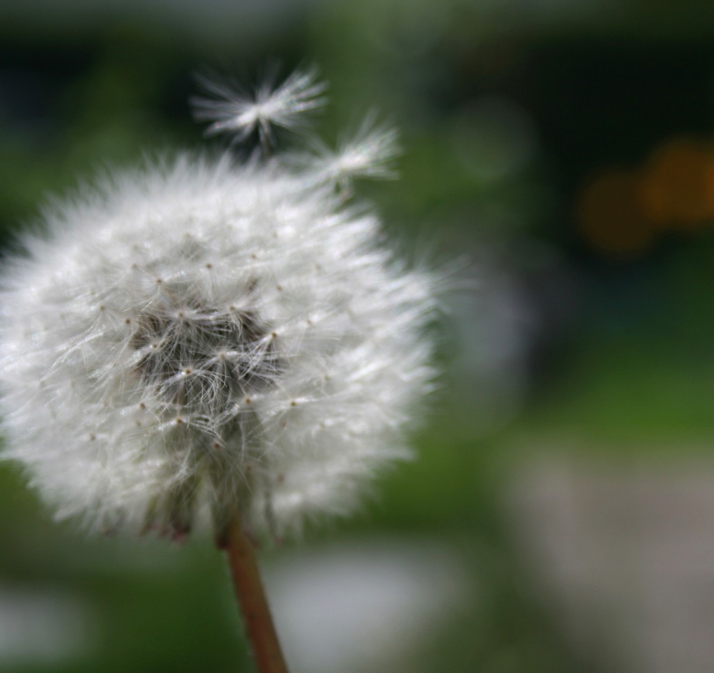 dandelion